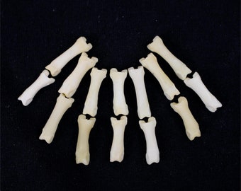 Multipack DRILLED LONGWAYS .75"-1" Coyote Toes Real Bone Knucklebone Taxidermy Human Finger Bones Phalanx Phalanges Pendant Beads