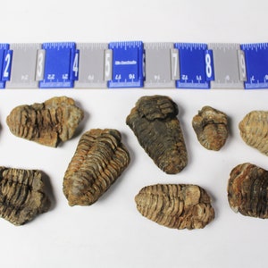 1 to 4 inch Multipack Trilobite real dino fossil rock stone marine specimen image 6