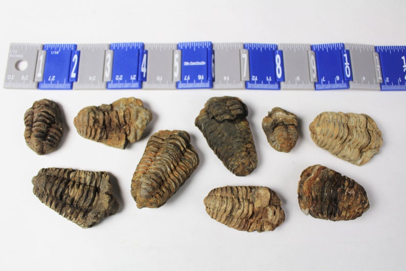 1 to 4 inch Multipack Trilobite real dino fossil rock stone marine specimen image 6