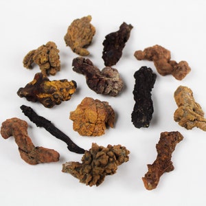 Espécimen mineral de roca natural de coprolito petrificado de excremento de dinosaurio de 1-2 1/2&quot; TAMAÑO PEQUEÑO