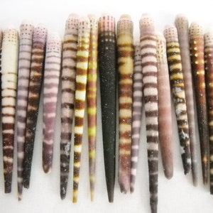 Multipack 1.25"-2.5" Tiger Sea Urchin Spines bulk wholesale shell sea life nautical Hawaii seashell