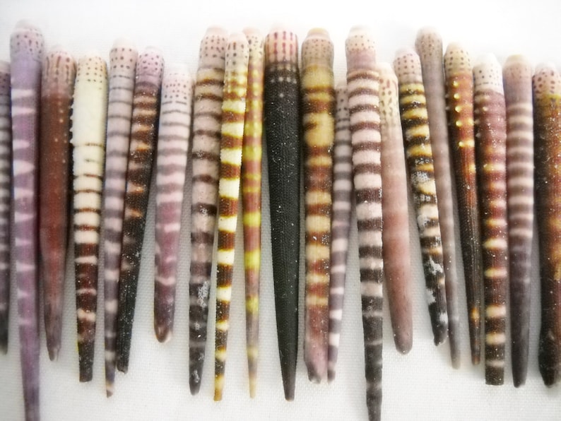 May include: A collection of approximately 20 small, thin, striped seashells. The shells are mostly white, brown, and purple with black stripes.