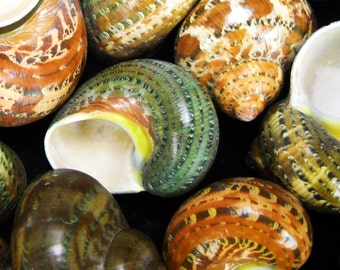Multipack 2"-2.5" Tapestry Turbo Shell mouth opening sizes approx 7/8 inch to 1 1/8 inch seashell Hawaii hermit crab shells