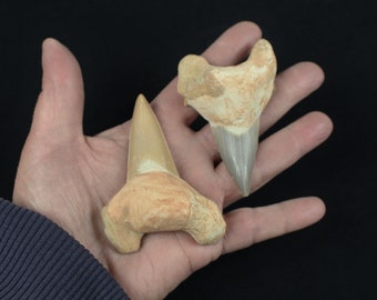 2 to 3 inch Multipack shark teeth Otodus Obliquus natural dinosaur real fossil rock stone mineral tooth specimens