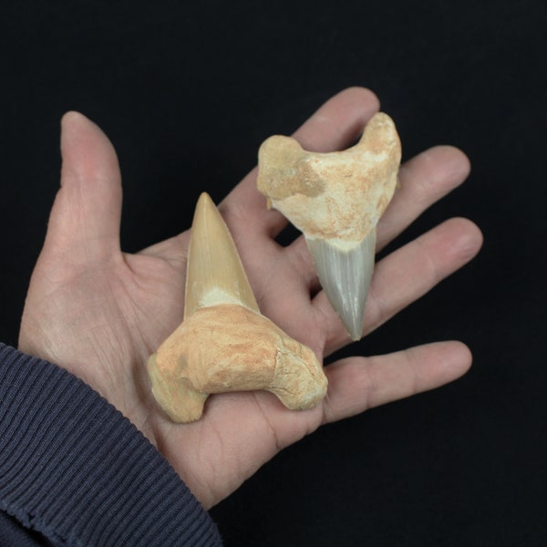 2 to 3 inch Multipack shark teeth Otodus Obliquus natural dinosaur real fossil rock stone mineral tooth specimens