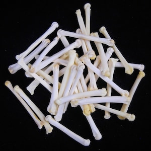 May include: A pile of small, white, bone-like objects. The objects are arranged in a random pattern and are all about the same size. They appear to be animal bones.