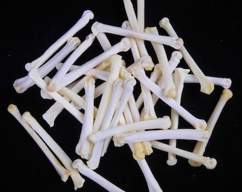 Multipack 2"-3" Coyote Foot Bones Real Bone Knucklebone Taxidermy Human Finger Bones Phalanx Phalanges Pendant Beads