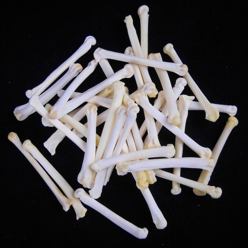 May include: A pile of small, white, bone-like objects. The objects are arranged in a random pattern and are all about the same size. They appear to be animal bones.