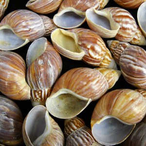 Multipack 1.52.5 Japanese Land Snail Shell Seashell Mouth Opening Sizes ...