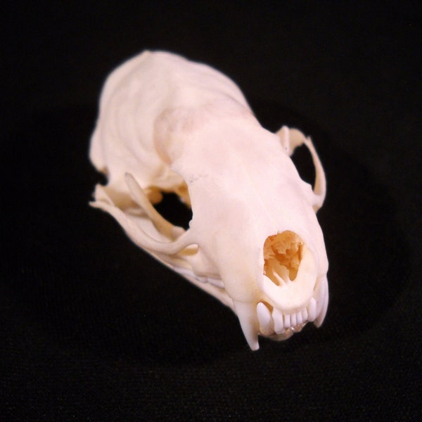 Real Bone Mink Taxidermy Animal Skull Taxidermy Bones