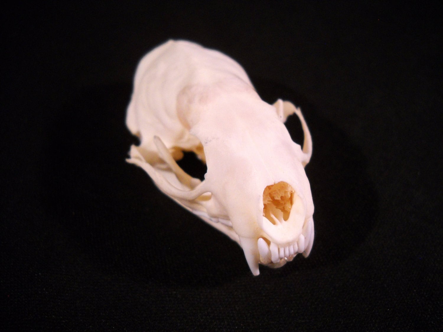 Real Bone Mink Skull