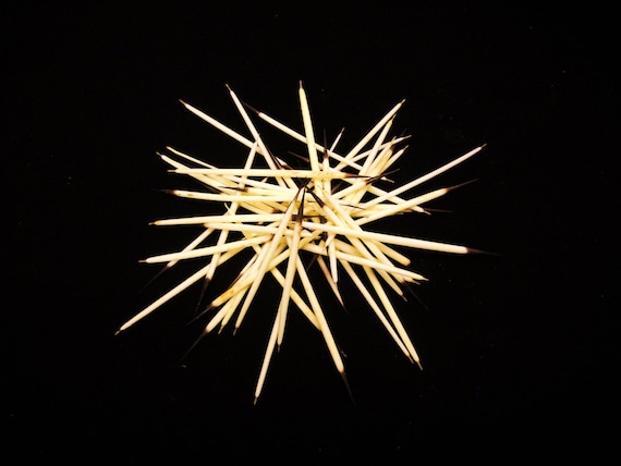 Do porcupine quills hold the secret to lighter, stronger materials? - Create