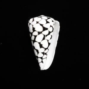May include: A white seashell with black markings in the shape of hearts. The shell is cone-shaped and has a smooth, glossy finish.