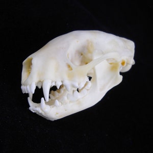 Real Skunk Bone Taxidermy Animal Skull Taxidermy Bones image 1
