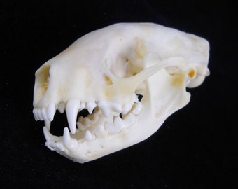 Real Skunk Bone Taxidermy Animal Skull Taxidermy Bones