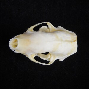 Real Skunk Bone Taxidermy Animal Skull Taxidermy Bones image 3