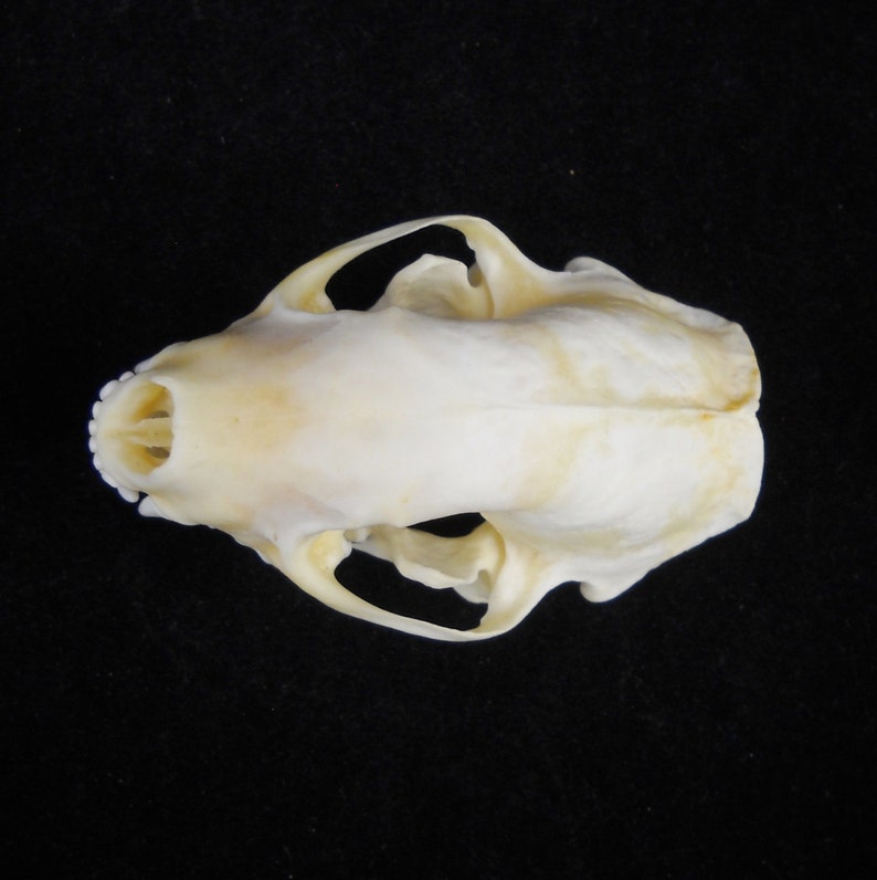 Real Skunk Bone Taxidermy Animal Skull Taxidermy Bones image 3