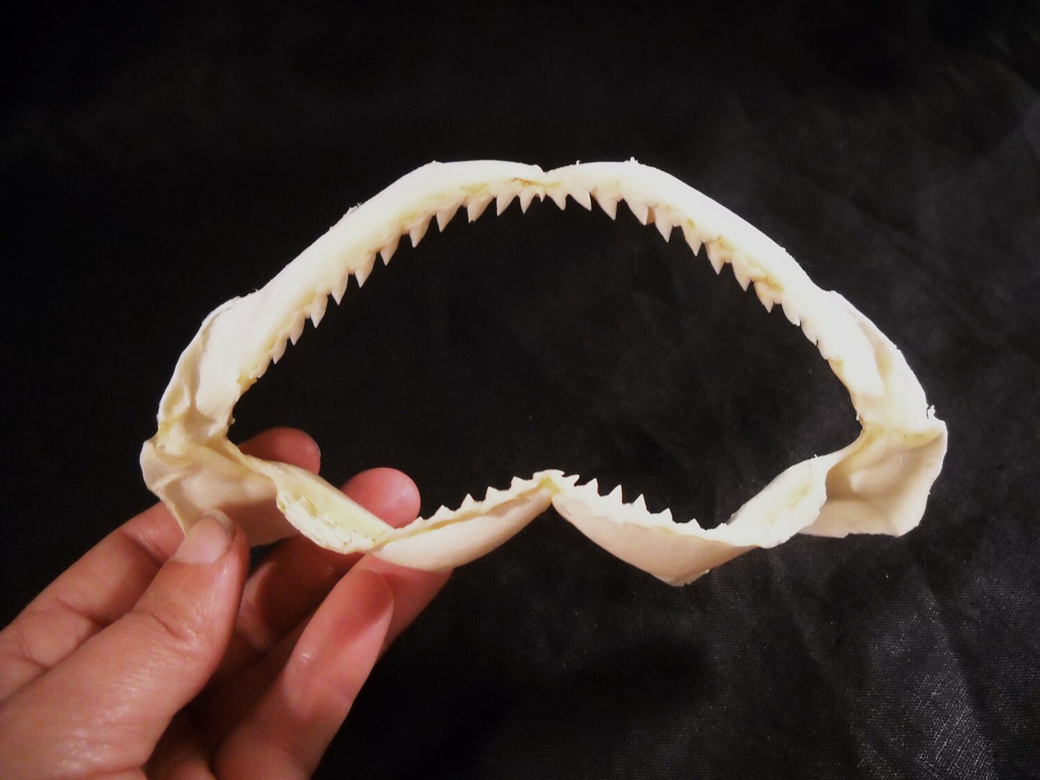 5 Shark jaw bone natural sea life teeth ocean beach Etsy