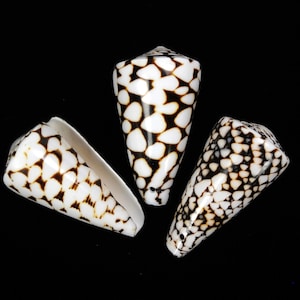 2&quot;-3&quot; DRILLED Marble Cone Shell bead seashell ocean beach nautical Hawaii coastal decor shells