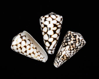 2"-3" DRILLED Marble Cone Shell bead seashell ocean beach nautical Hawaii coastal decor shells