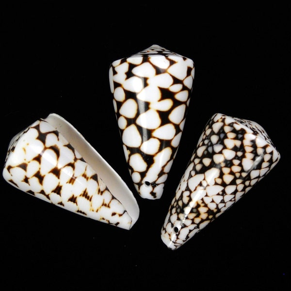 Cone Shell Jewelry Etsy