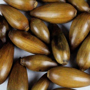 Multipack 1&quot;-1.5&quot; Acorns WHOLE Dried Heat Treated Real Seed Pod Wood Nuts Bulk Wholesale