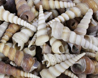 Multipack 1.5"-3.5" turitella shells seashell ocean beach nautical bulk wholesale Hawaii coastal decor