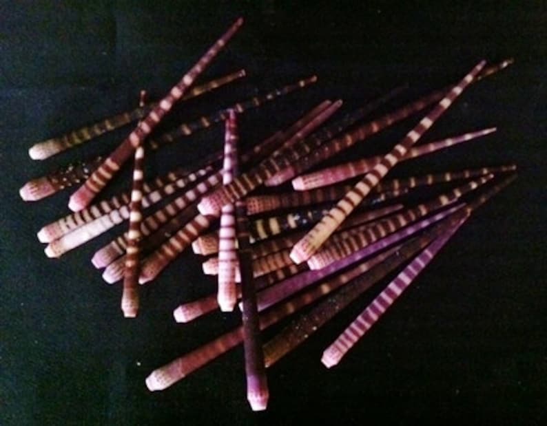 Multipack 1.252.5 DRILLED Tiger Sea Urchin Spines bulk wholesale shell sea life nautical Hawaii seashell beads image 2