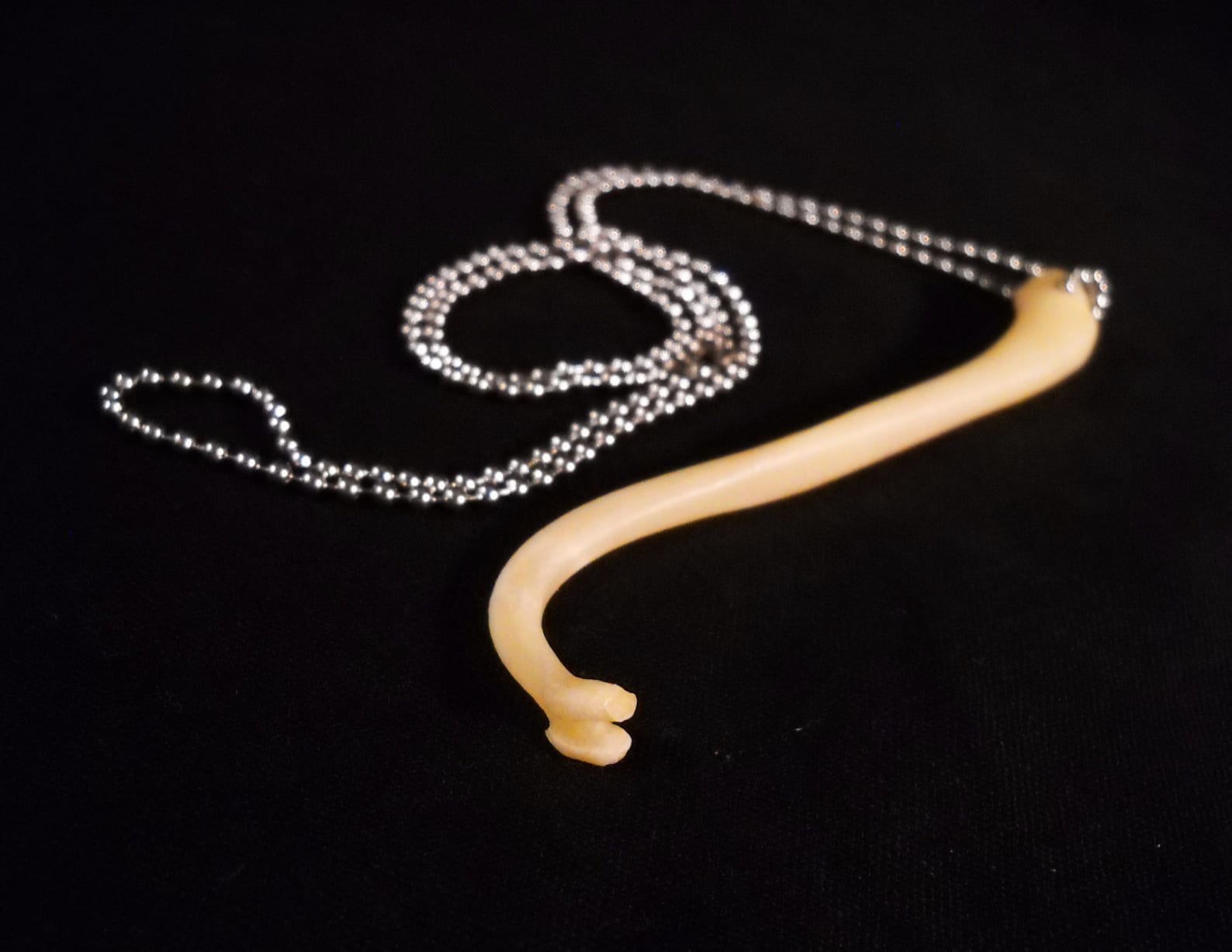 Real Raccoon Penis Bone Animal Baculum Taxidermy Genuine Bones Necklace real-raccoon-penis-bone-animal-baculum-taxidermy-genuine-bones-necklace