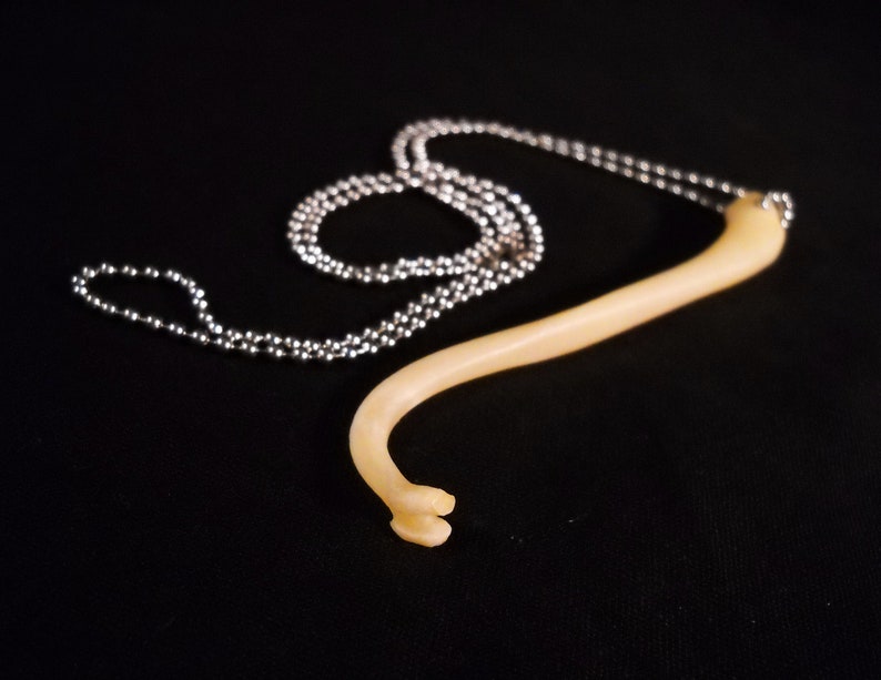 Real Raccoon Penis Bone Animal Baculum Taxidermy Genuine Bones Etsy