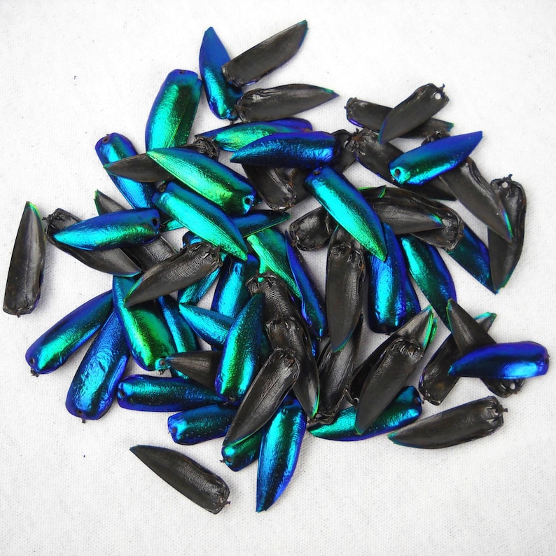 Multipack DRILLED 1.25 Elytra Beetle Wings BLUE TONE Green natural iridescent elyctra insect bug metallic jewel green and blue taxidermy image 2