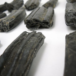2 to 3.5&quot; Fossil Horse Tooth petrified teeth natural gemstone rock stone mineral specimen