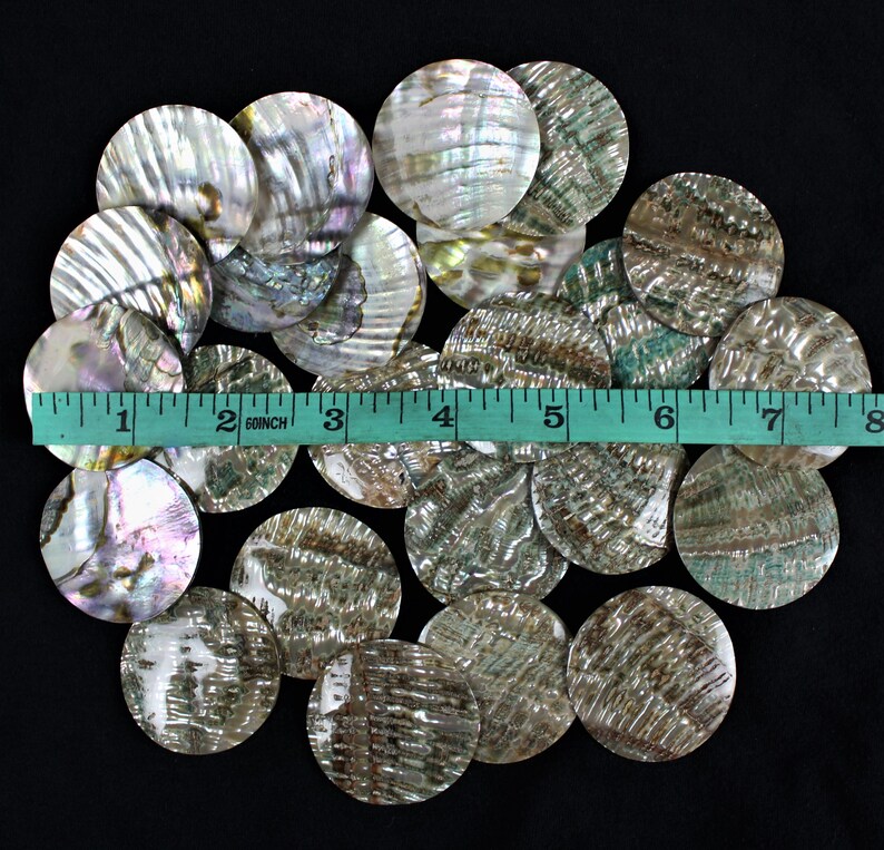 Discos de abulón de 40 mm paua iridiscente vida marina natural imagen del océano 4