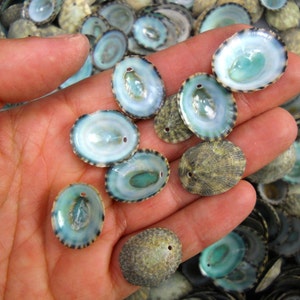 Multipack .51 DRILLED green limpet shells seashell ocean beach nautical Hawaiian coastal decoration afbeelding 3