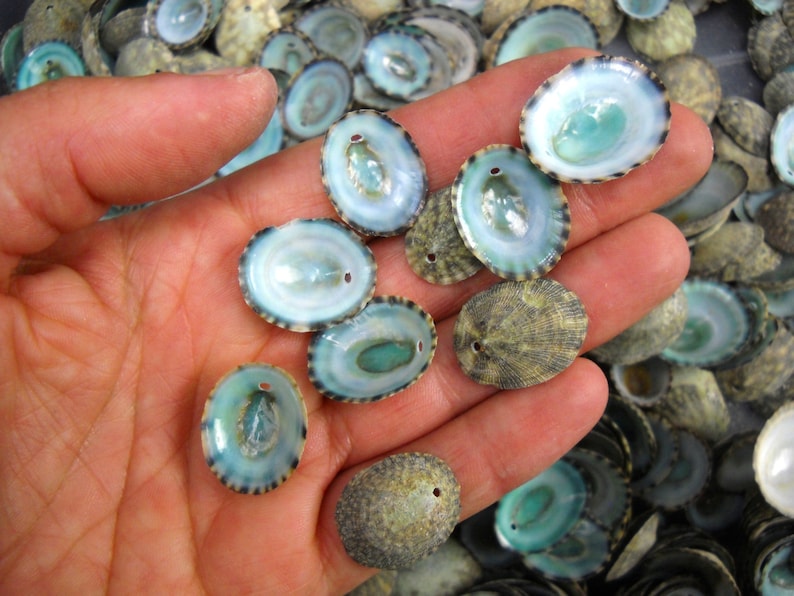 Multipack .51 DRILLED green limpet shells seashell ocean beach nautical Hawaiian coastal decoration afbeelding 3