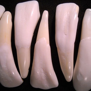 5 Real Bone Water Buffalo Teeth Taxidermy Genuine Tooth Bones Pendant image 2