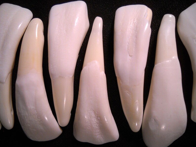 5 Real Bone Water Buffalo Teeth Taxidermy Genuine Tooth Bones Pendant image 2