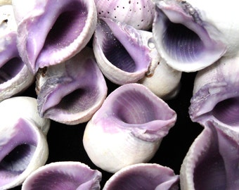 Multipack 1/2-1" cebu beauty violet shells seashell ocean beach nautical Hawaiian purple decor