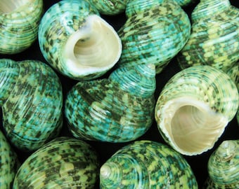 Multipack 2&quot;-2.5&quot; Turbo Shell mouth opening sizes approx 7/8 to 1 1/4 inch POLISHED green seashell Hawaii turban hermit crab shells
