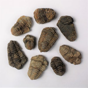 1 to 4 inch Multipack Trilobite real dino fossil rock stone marine specimen image 4