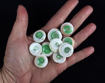 Multipack  5/8 to 1" GLOW INTHE DARK Cat's Eye Shell Shiva Trapdoor Operculum green seashell Hawaii shells