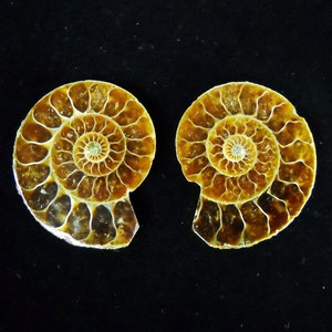 Multipack 1 1/4"-1 3/4" Fossil Ammonite Pairs petrified split ammolite polished agate natural gemstone rock stone mineral specimen