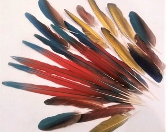 2 to 15 inch Parrot and Macaw Feathers in assorted length batches Cruelty Free
