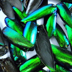 Multipack DRILLED 1.25 Elytra Beetle Wings GREEN TONE natural iridescent elyctra insect bug metallic jewel green and blue taxidermy image 3