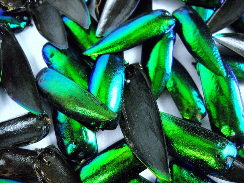 Multipack DRILLED 1.25 Elytra Beetle Wings GREEN TONE natural iridescent elyctra insect bug metallic jewel green and blue taxidermy image 3