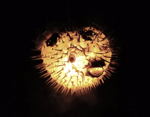 7 10 Hanging Light Puffer Fish Real Blowfish Lamp Taxidermy Animal Pendant Lighting Tiki Bar Nautical Decor Lighting Etsy Canada