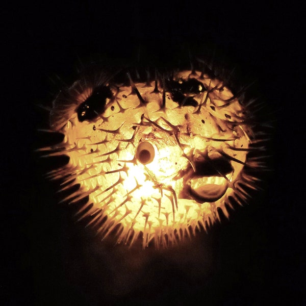 7-10" Hanging Light Puffer Fish Real Blowfish Lamp Taxidermy Animal Pendant Lighting Tiki Bar Nautical Decor LIghting