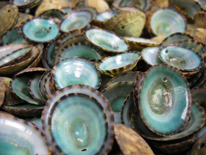 Multipack .51 DRILLED green limpet shells seashell ocean beach nautical Hawaiian coastal decoration afbeelding 2