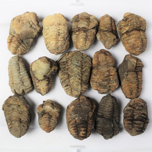 1 to 4 inch Multipack Trilobite real dino fossil rock stone marine specimen image 2