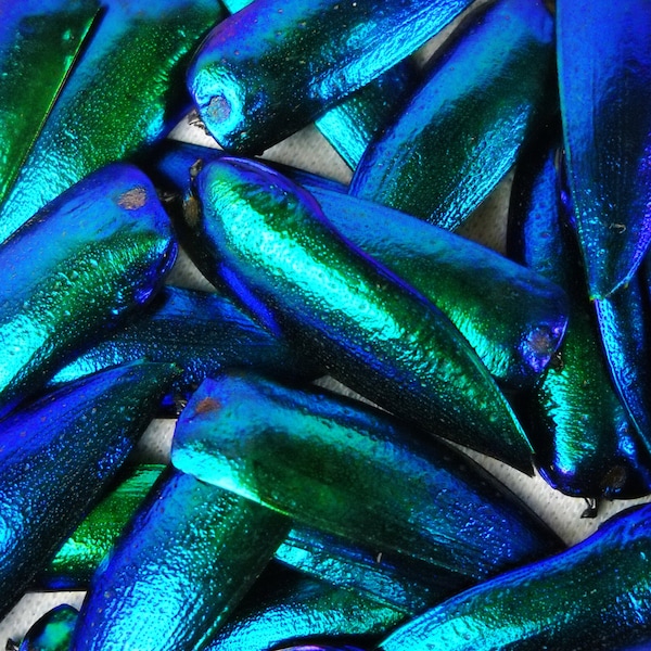 Multipack 1.25" Elytra Beetle Wings BLUE TONE green iridescent elyctra insect bug metallic jewel green and blue taxidermy